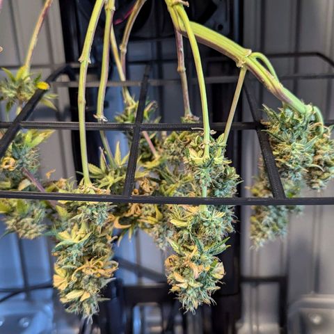 Afghan Pearl CBD Automatic growlog timeline photo
