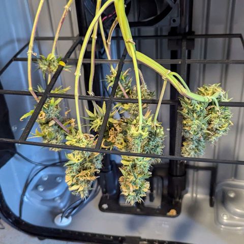 Afghan Pearl CBD Automatic growlog timeline photo