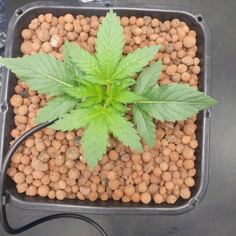 Cookies Gelato Automatic growlog timeline photo