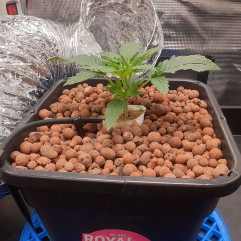 Cookies Gelato Automatic growlog timeline photo