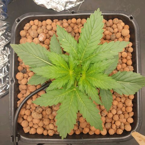 Cookies Gelato Automatic growlog timeline photo