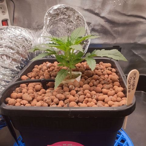 Cookies Gelato Automatic growlog timeline photo