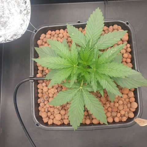 Cookies Gelato Automatic growlog timeline photo