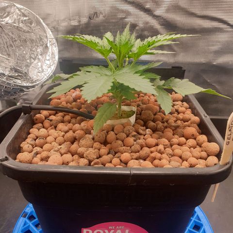 Cookies Gelato Automatic growlog timeline photo
