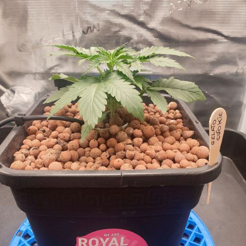 Cookies Gelato Automatic growlog timeline photo