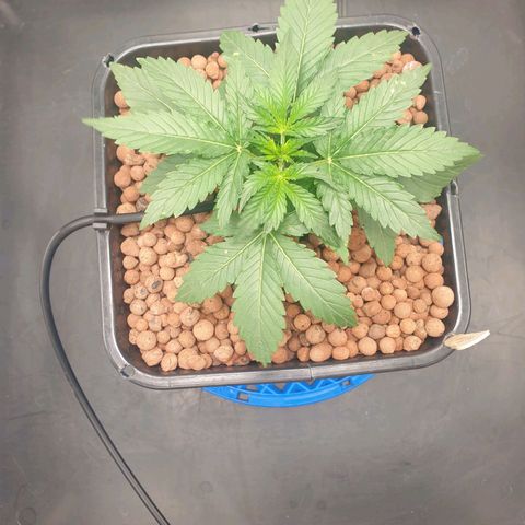 Cookies Gelato Automatic growlog timeline photo