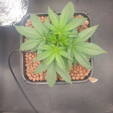 Cookies Gelato Automatic growlog timeline photo