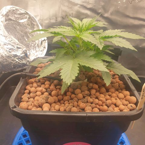 Cookies Gelato Automatic growlog timeline photo