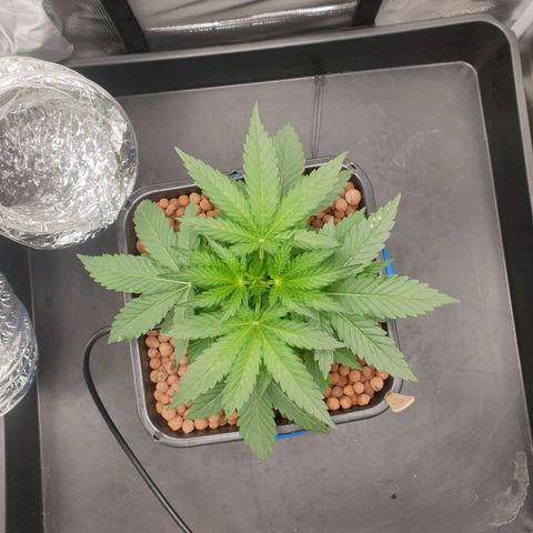 Cookies Gelato Automatic growlog timeline photo