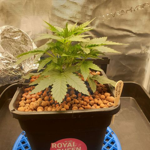 Cookies Gelato Automatic growlog timeline photo