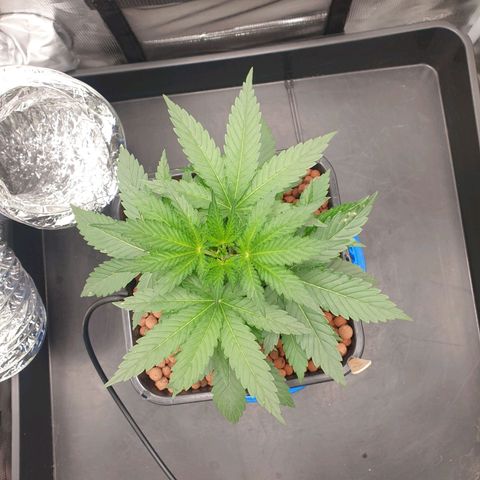 Cookies Gelato Automatic growlog timeline photo