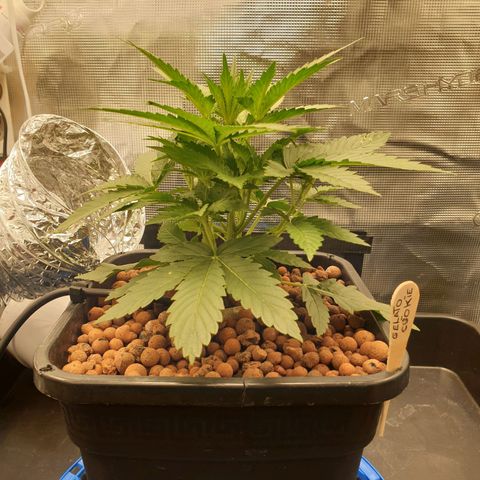Cookies Gelato Automatic growlog timeline photo