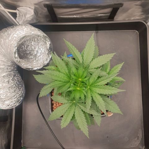 Cookies Gelato Automatic growlog timeline photo