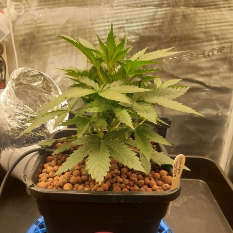 Cookies Gelato Automatic growlog timeline photo