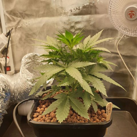 Cookies Gelato Automatic growlog timeline photo