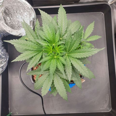 Cookies Gelato Automatic growlog timeline photo