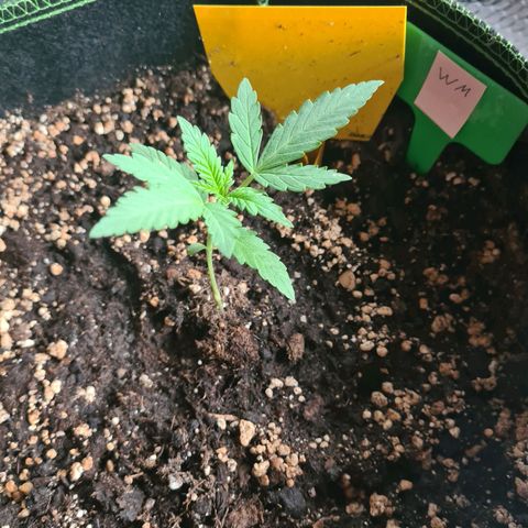 Watermelon  growlog timeline photo