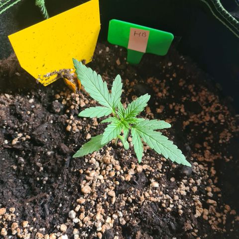 Hulk Berry growlog timeline photo