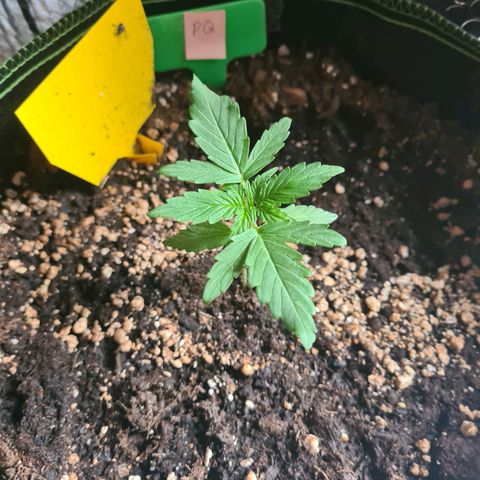 Purple Queen Automatic growlog timeline photo