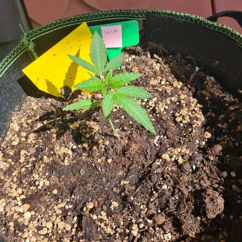 Watermelon  growlog timeline photo