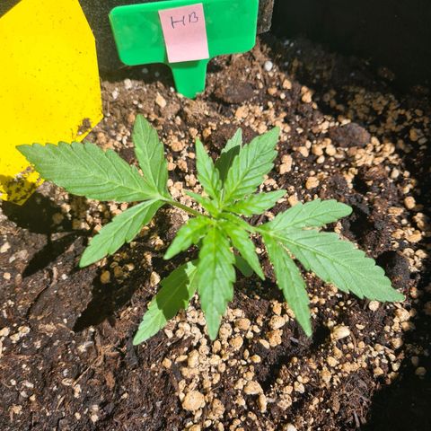 Hulk Berry growlog timeline photo