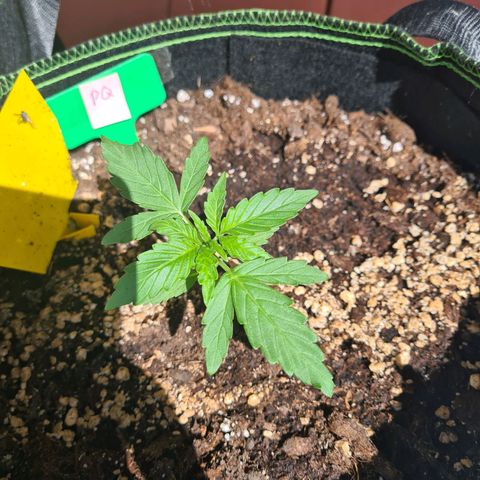 Purple Queen Automatic growlog timeline photo