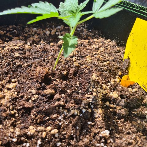 Watermelon  growlog timeline photo