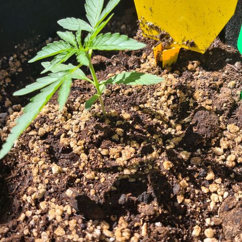 Hulk Berry growlog timeline photo