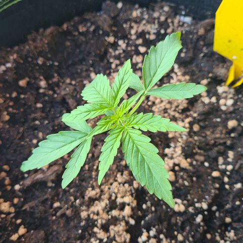 Purple Queen Automatic growlog timeline photo