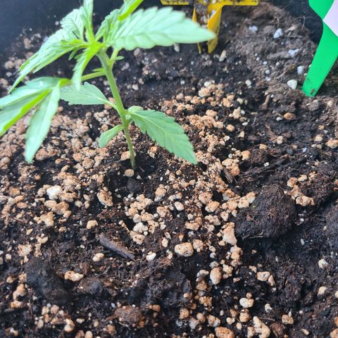 Hulk Berry growlog timeline photo