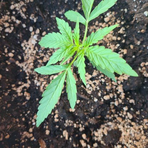Hulk Berry growlog timeline photo