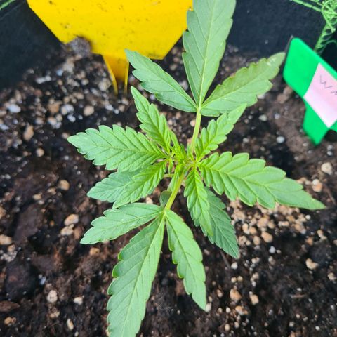 Watermelon  growlog timeline photo
