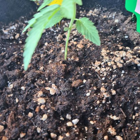 Watermelon  growlog timeline photo