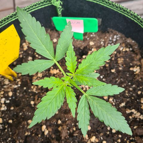 Watermelon  growlog timeline photo