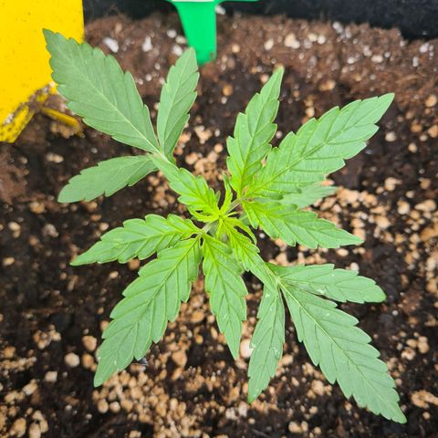 Hulk Berry growlog timeline photo