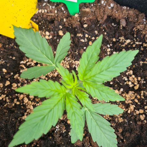 Purple Queen Automatic growlog timeline photo
