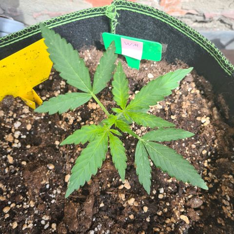 Watermelon  growlog timeline photo