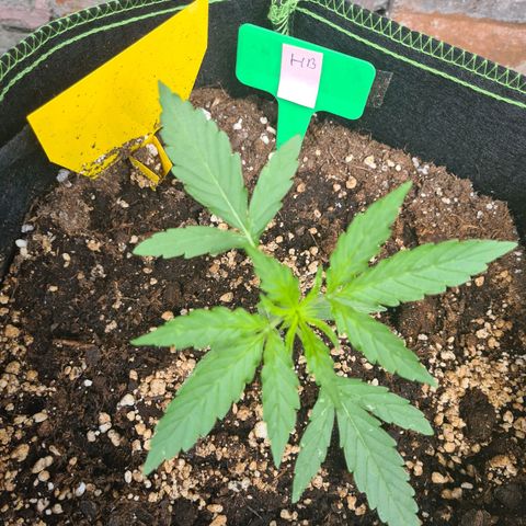 Hulk Berry growlog timeline photo