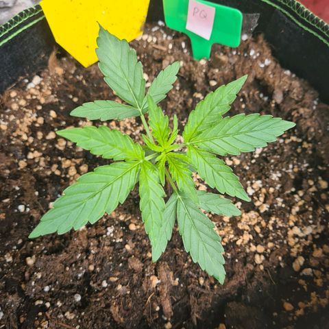 Purple Queen Automatic growlog timeline photo