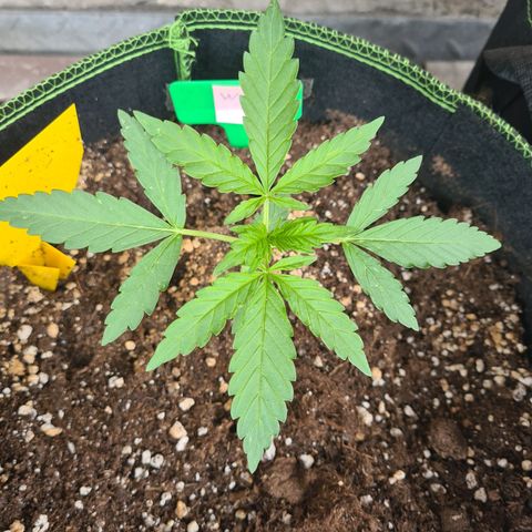 Watermelon  growlog timeline photo