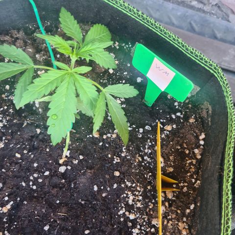 Watermelon  growlog timeline photo