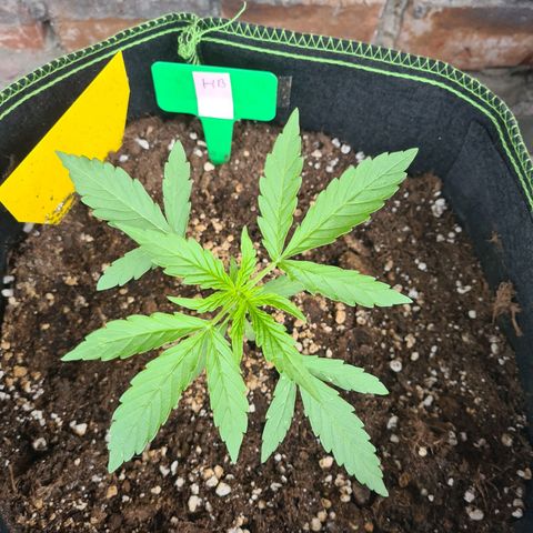 Hulk Berry growlog timeline photo