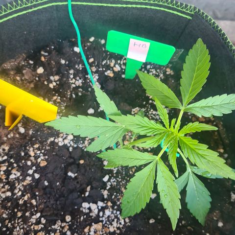 Hulk Berry growlog timeline photo