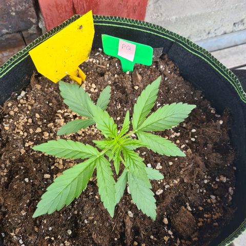 Purple Queen Automatic growlog timeline photo