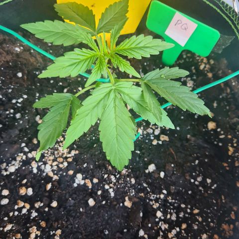Purple Queen Automatic growlog timeline photo