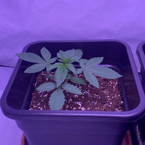 Blueberry growlog timeline photo