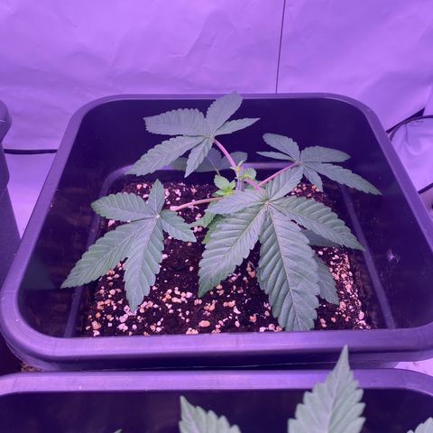 Blueberry growlog timeline photo