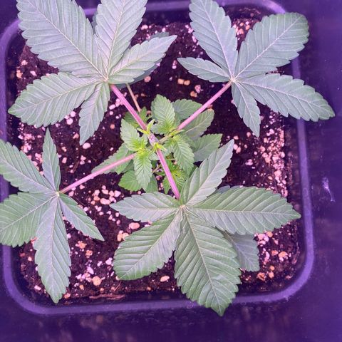 Blueberry growlog timeline photo
