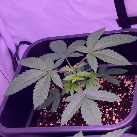 Blueberry growlog timeline photo