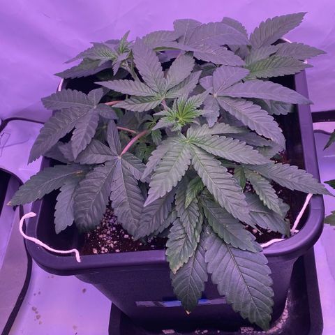 Blueberry growlog timeline photo